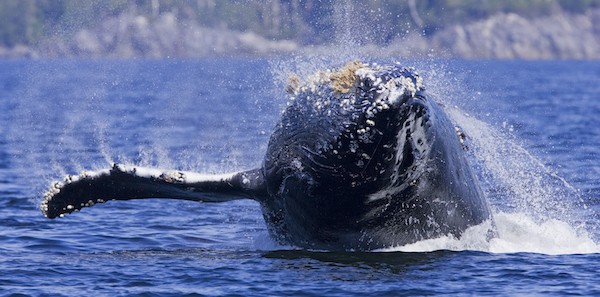 2 for 1 Family Whale Watching Special, Tofino BC