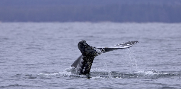 Whale Watching Packages @ Pacific Sands, Tofino BC